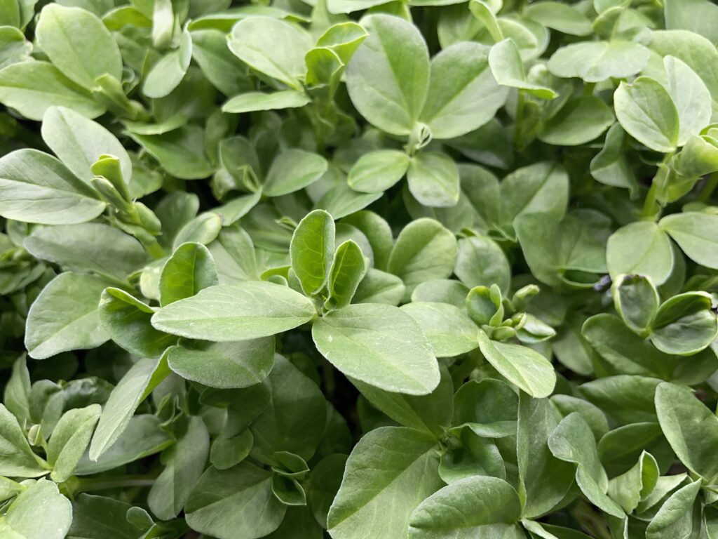 close up of bright green fava shoots