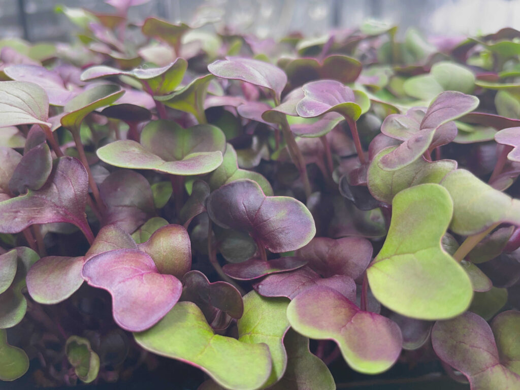 Close-up of radish microgreens