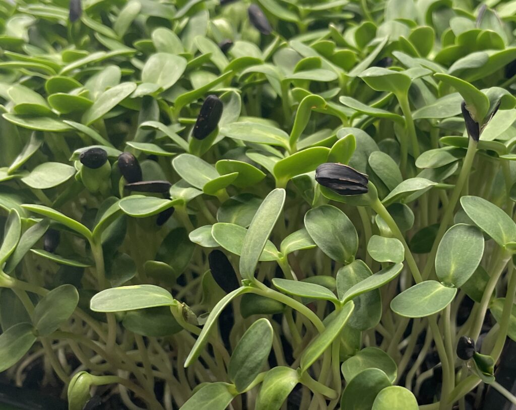 close up of sunflower shoots