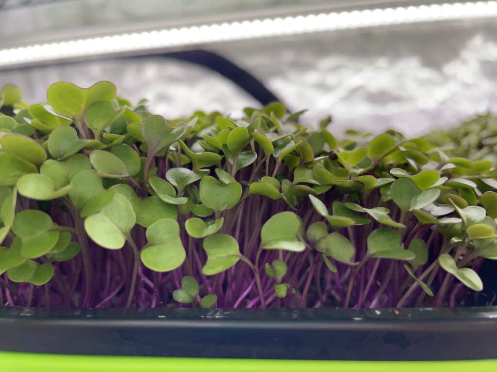 Tray of Kohlrabi vienna purple microgreens