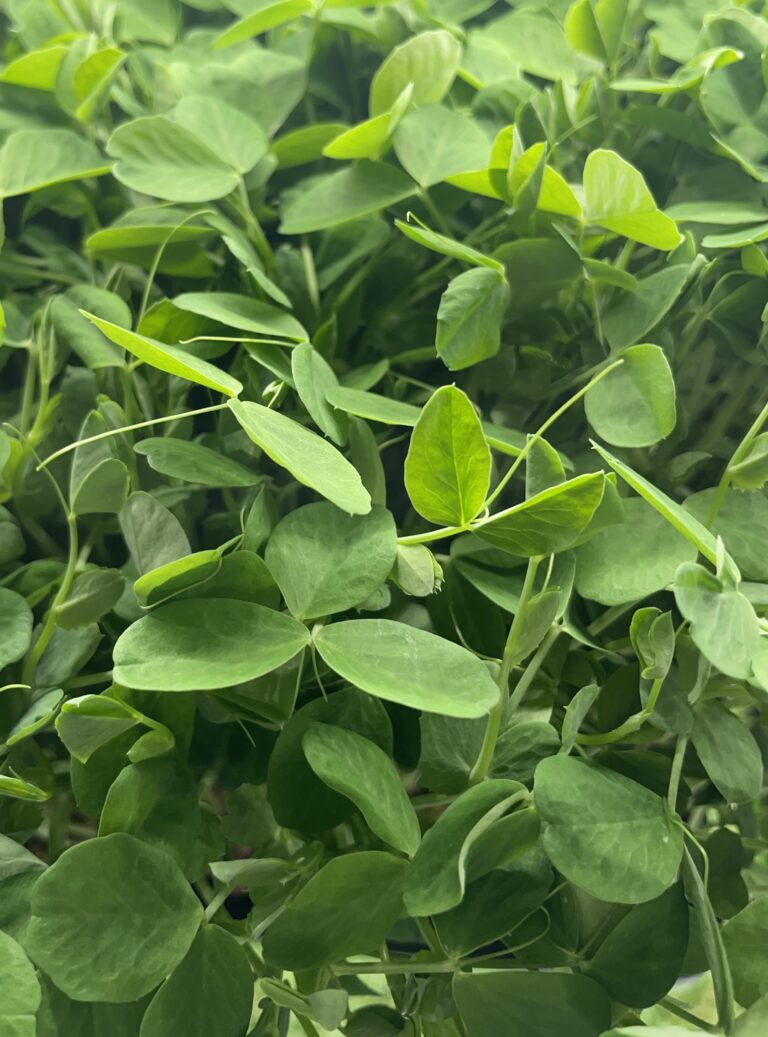 close up of leafy pea shoots